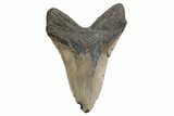 Fossil Megalodon Tooth - North Carolina #380141-2